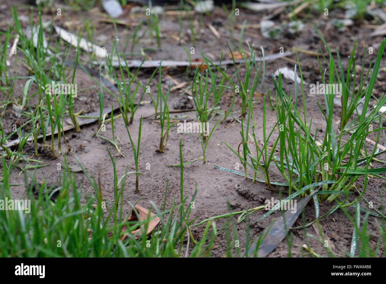 Grass growing out of Mud Stock Photo Alamy