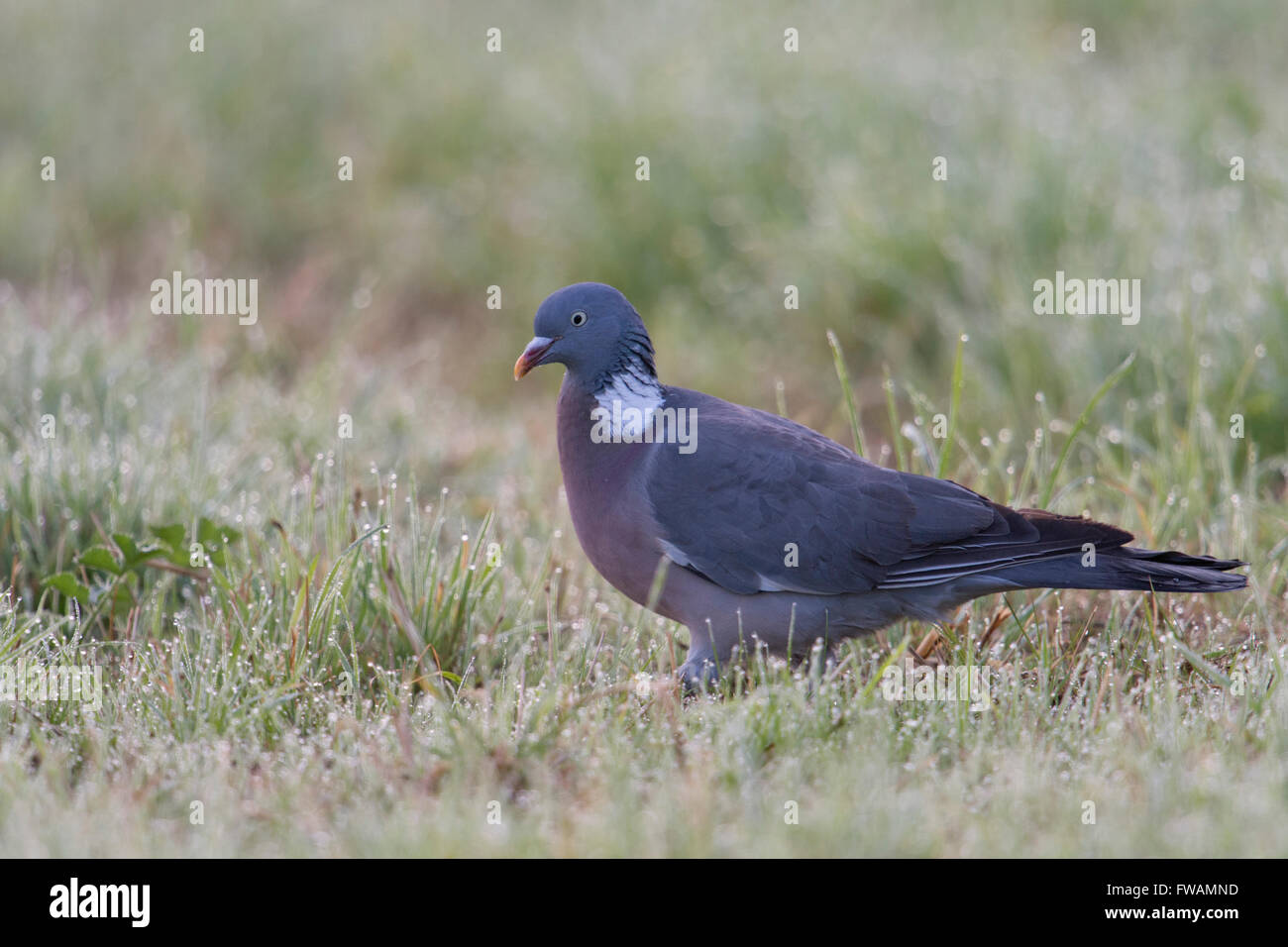 Wood Pigeon ( Columba palumbus ) walking on the ground through dew wet grass searching for food early in the morning. Stock Photo