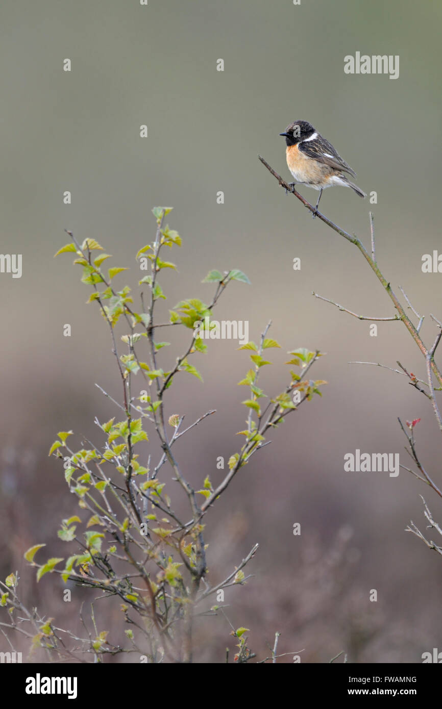 Male European Stonechat ( Saxicola torquata ) in breeding dress perched on a birch branch in front of a natural background. Stock Photo