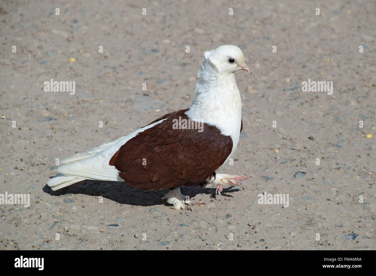 Purebred whitebrown pigeon. Dove on asphalt pecks seeds Stock Photo