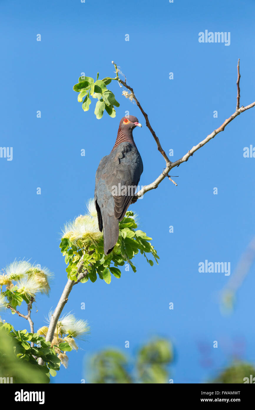 Scaly-naped pigeon Patagioenas squamosa, adult, perched in tree against blue sky, Holetown, Barbados in May. Stock Photo