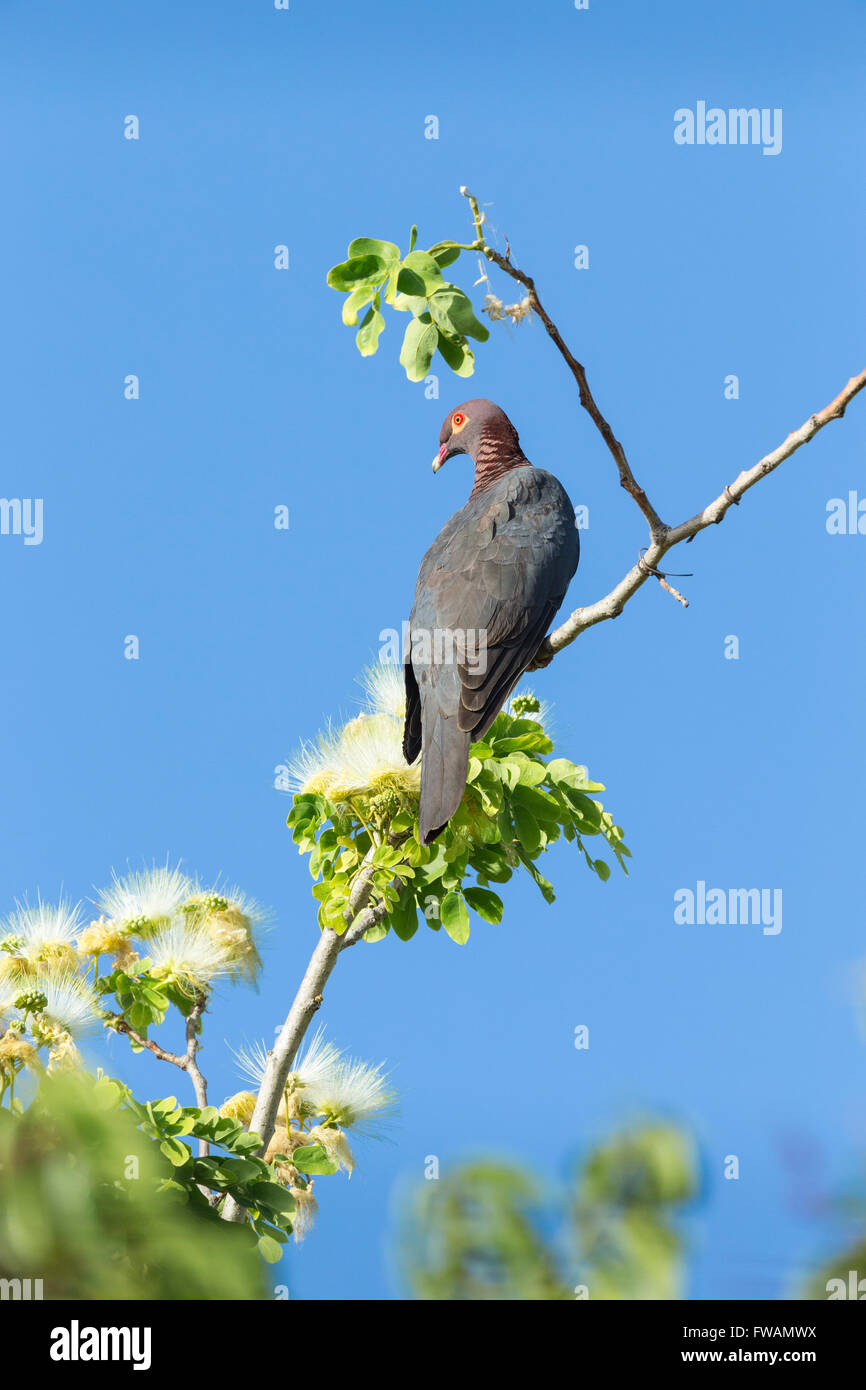Scaly-naped pigeon Patagioenas squamosa, adult, perched in tree against blue sky, Holetown, Barbados in May. Stock Photo