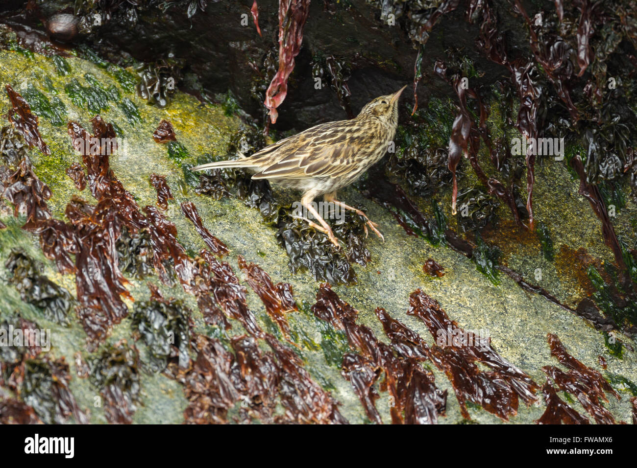 South georgia pipit Anthus antarcticus, foraging along rocky shoreline, Cooper Island, South Georgia in January. Stock Photo