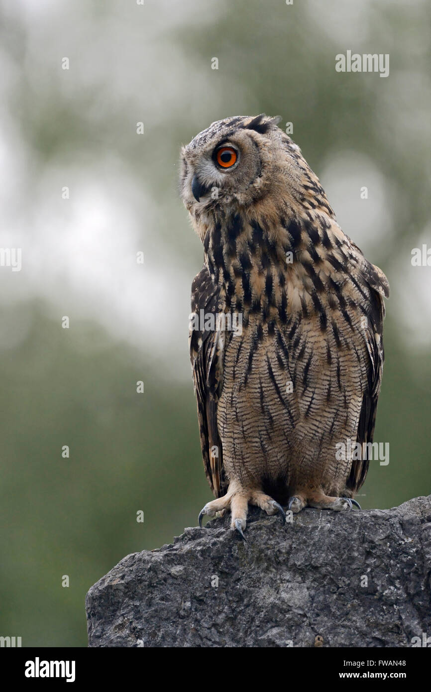 Northern Eagle Owl ( Bubo bubo ), perched on a rock, watching aside, low point of view, wildlife, Europe. Stock Photo