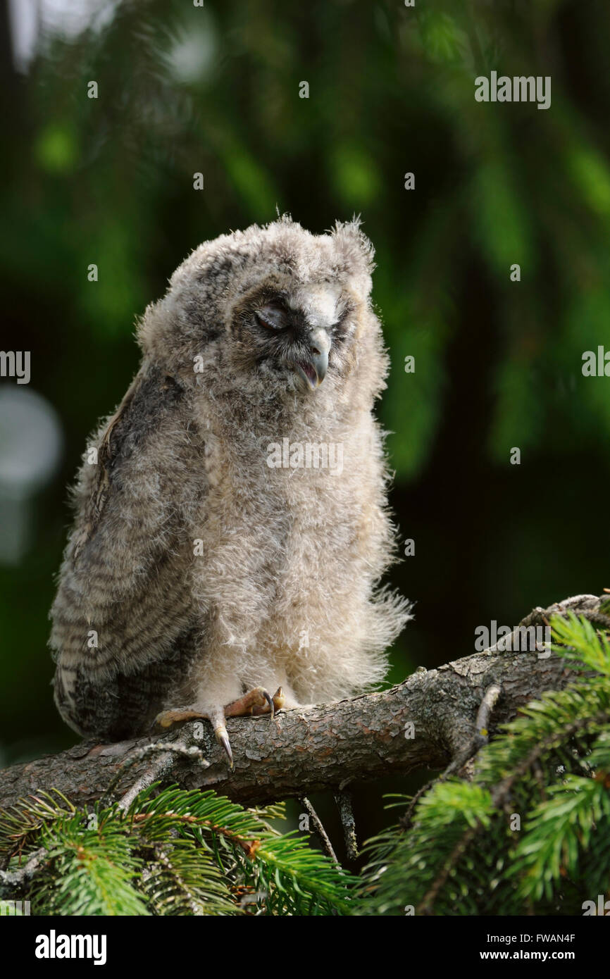 Long eared Owl / Waldohreule ( Asio otus ), young nestling, roosting in a conifer, looks funny while sleeping. Stock Photo