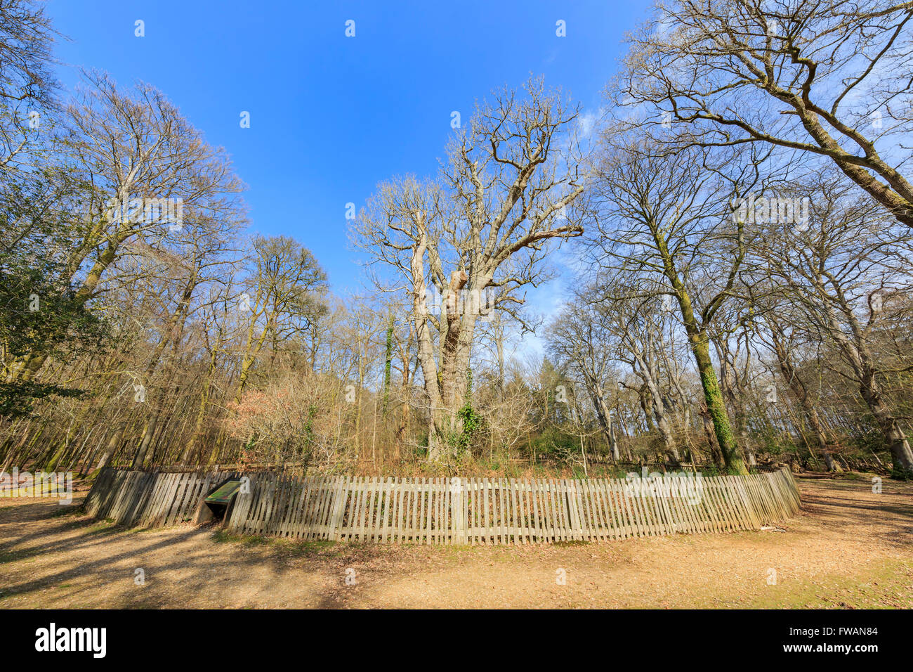 The queen of the forest hi-res stock photography and images - Alamy