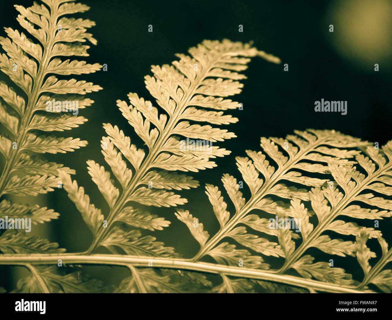 Fern frond native plant flora hi-res stock photography and images - Alamy