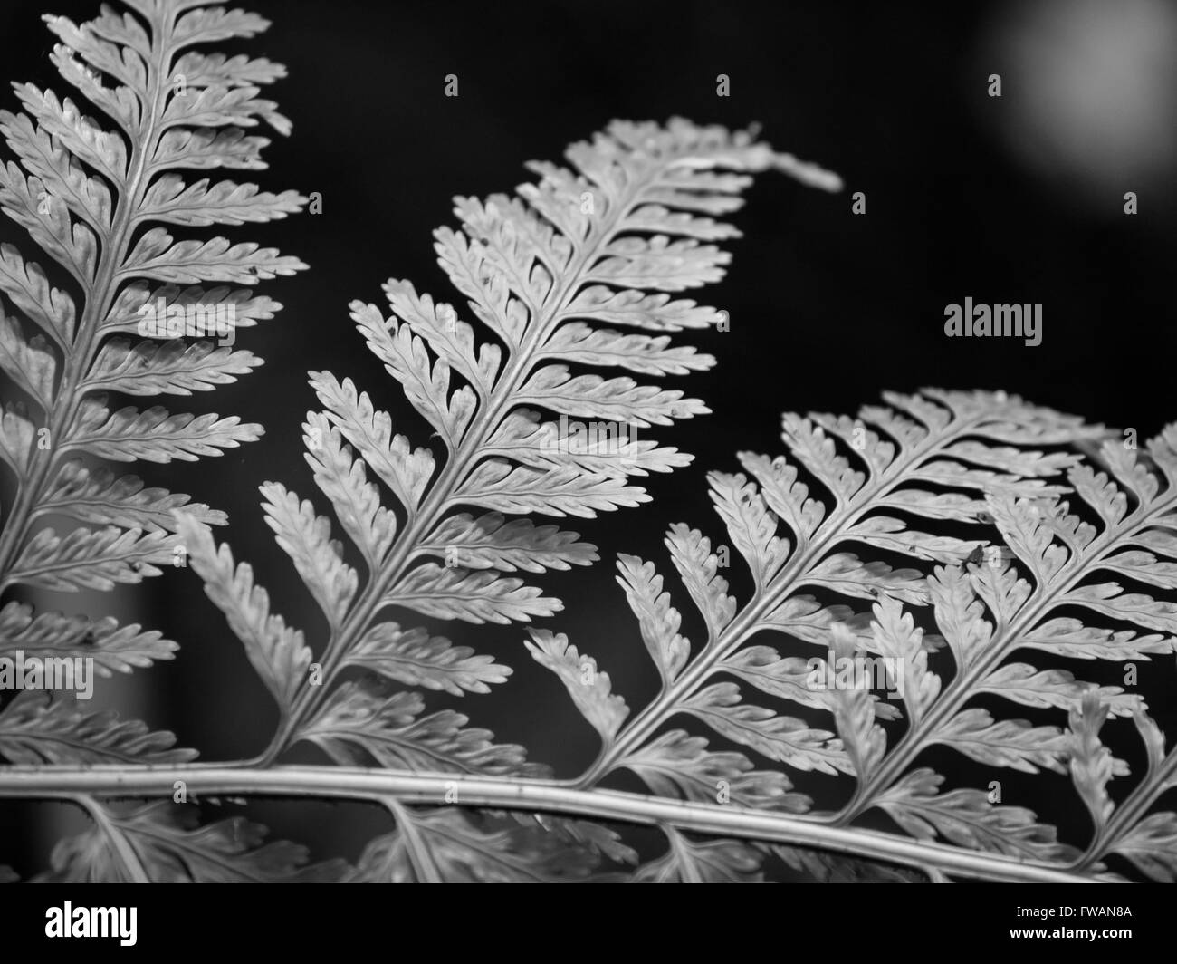 Black tree fern frond hi-res stock photography and images - Alamy