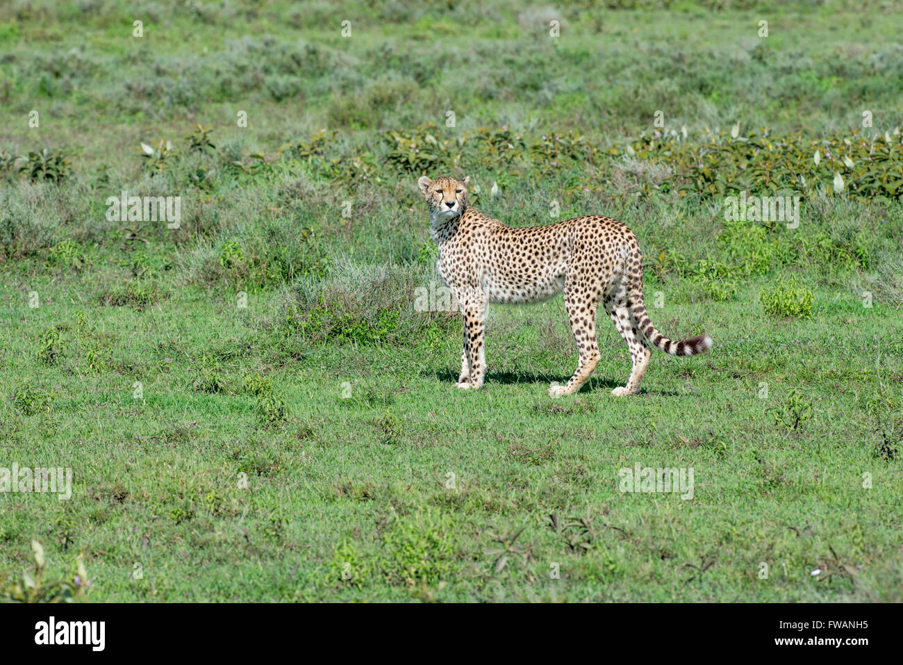 Cheetah (Acinonyx jubatus) Ndutu, Tanzania Stock Photo