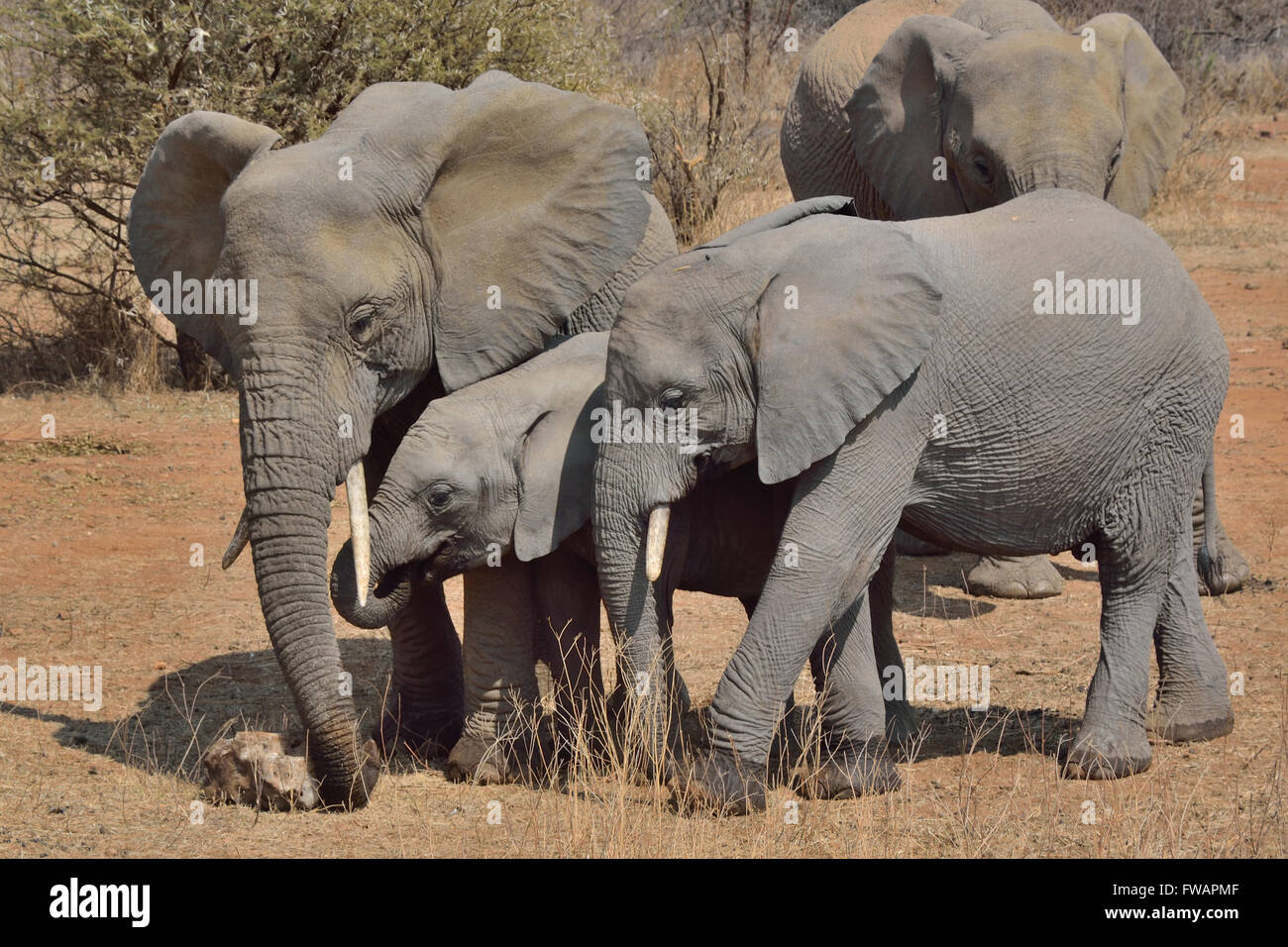 African elephant breeding herd gathering around a mineral source Stock Photo