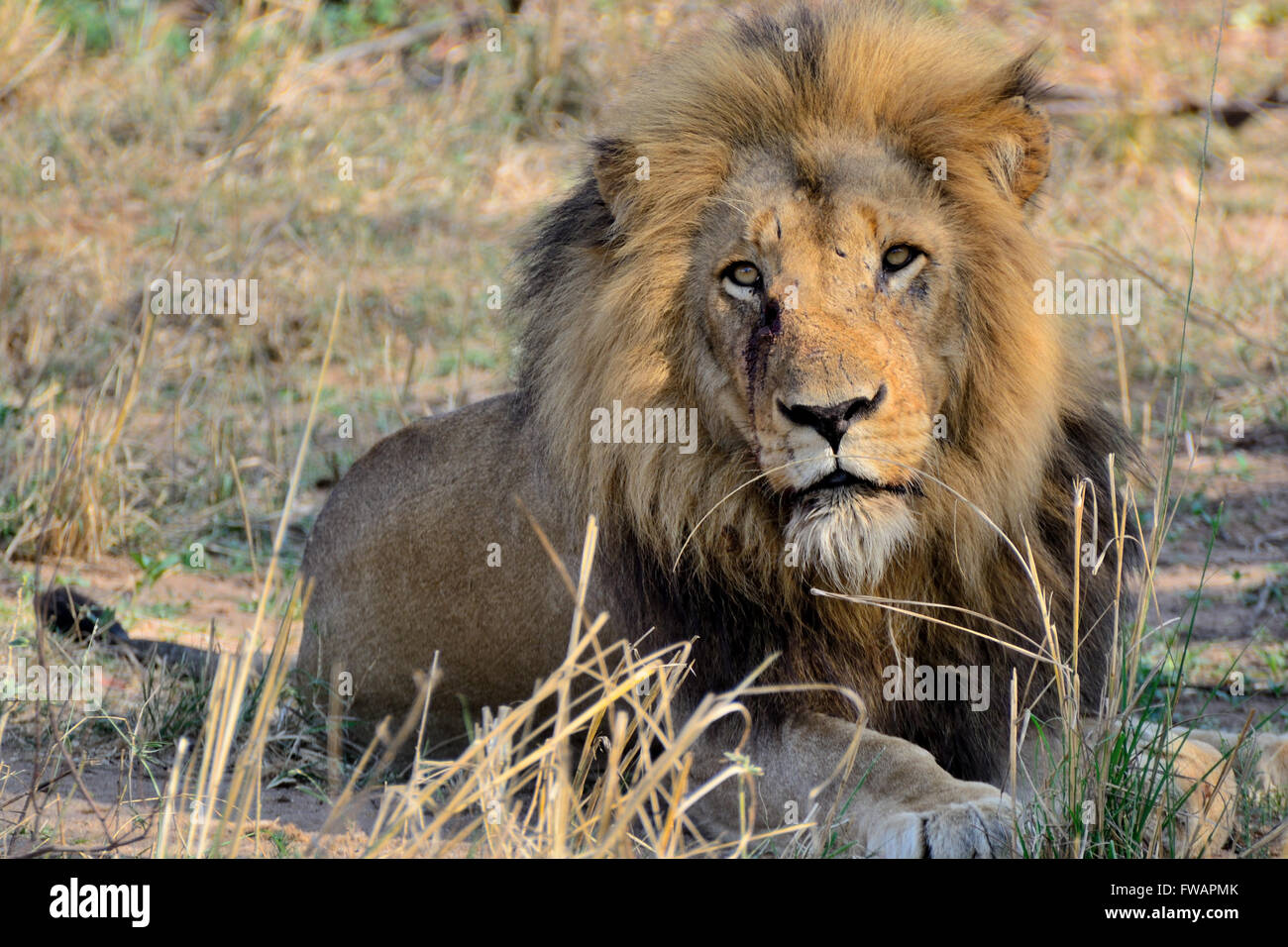 Male African lion resting in the shade alert to the activity around him. Stock Photo