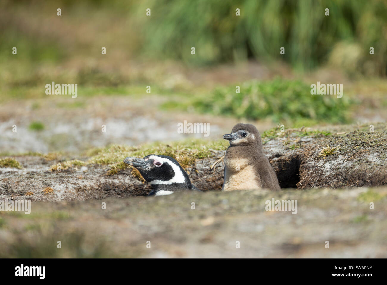 Magellanic penguin Spheniscus magellanicus, adult and chick, by nesting burrow, Sea Lion Island, Falkland Islands in December. Stock Photo