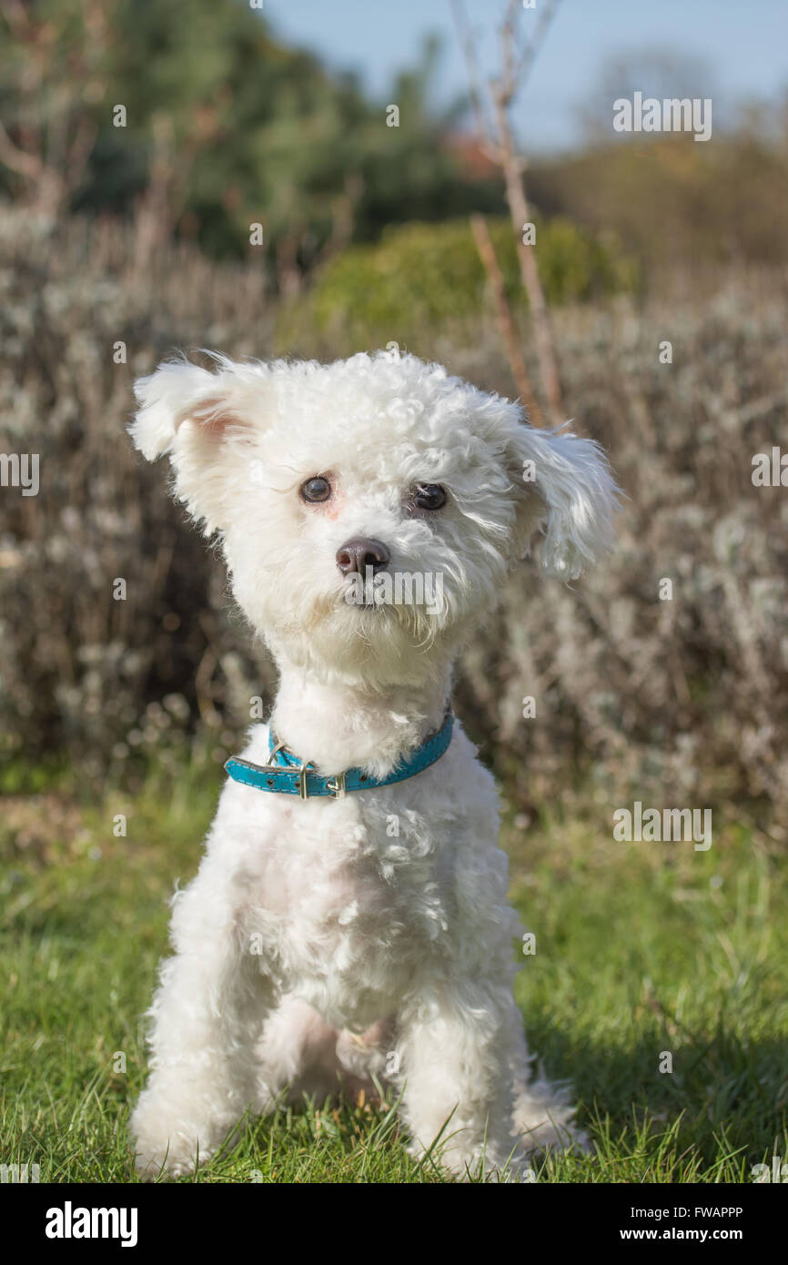 Bichon bolognese hires stock photography and images Alamy