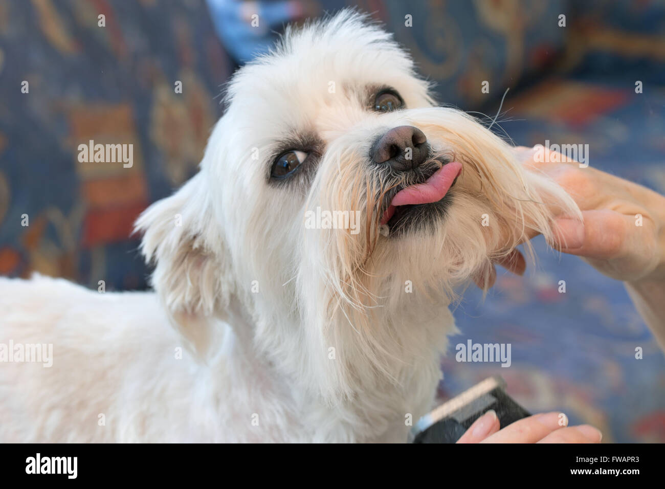 Female groomer cut throat of Maltese dog by razor machine. All