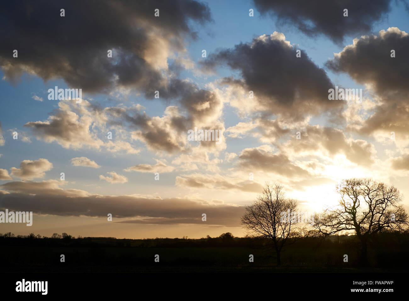 Trees silhouetted against sunset sky filled with fair-weather clouds. Bedfordshire, UK. Stock Photo