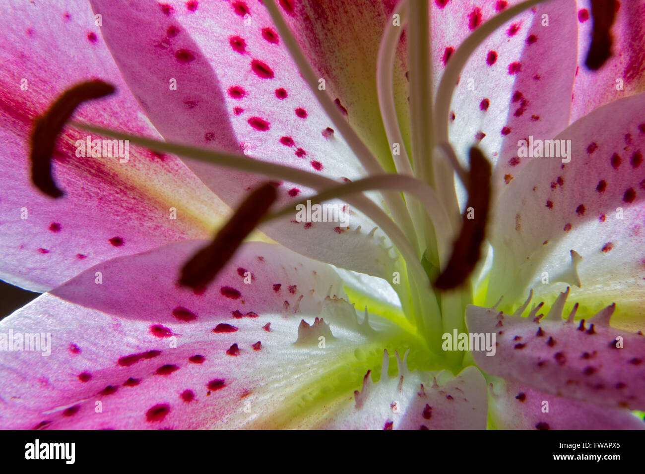 Stargazer Lilly flower Stock Photo