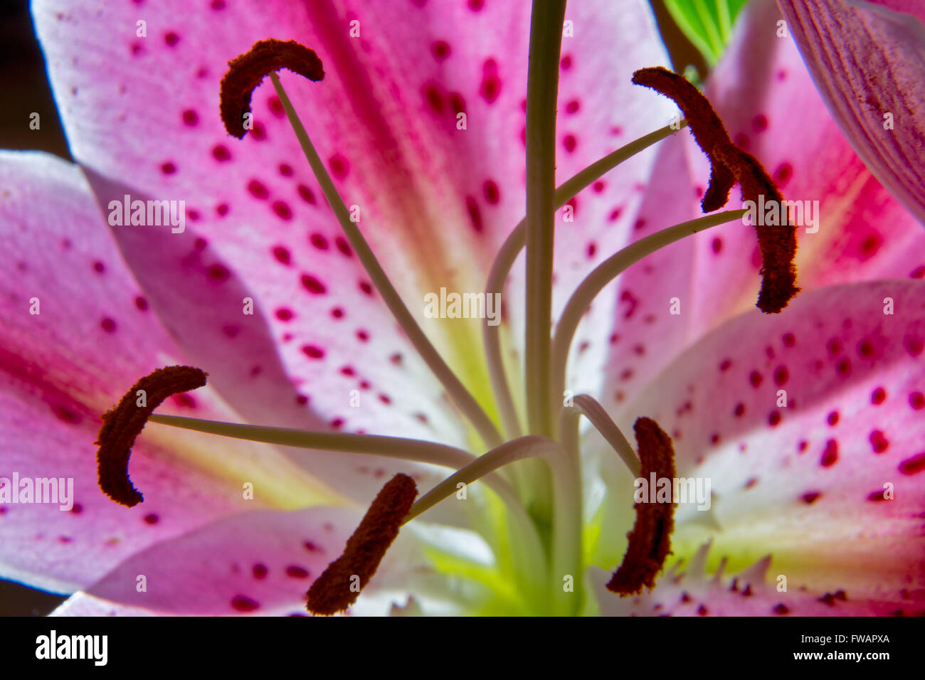Stargazer Lilly flower Stock Photo