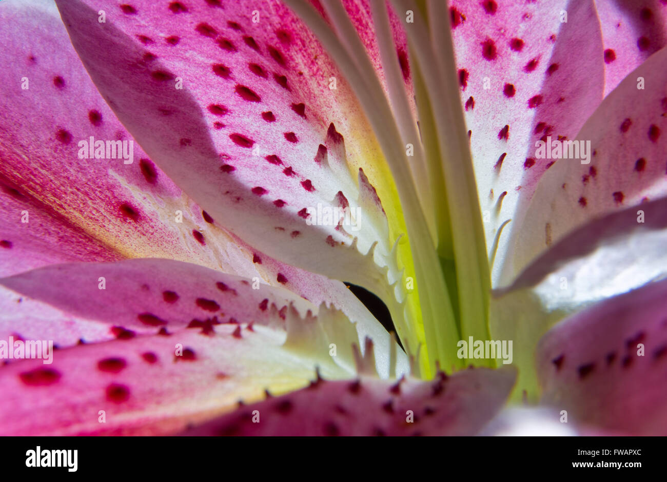 Stargazer Lilly flower Stock Photo