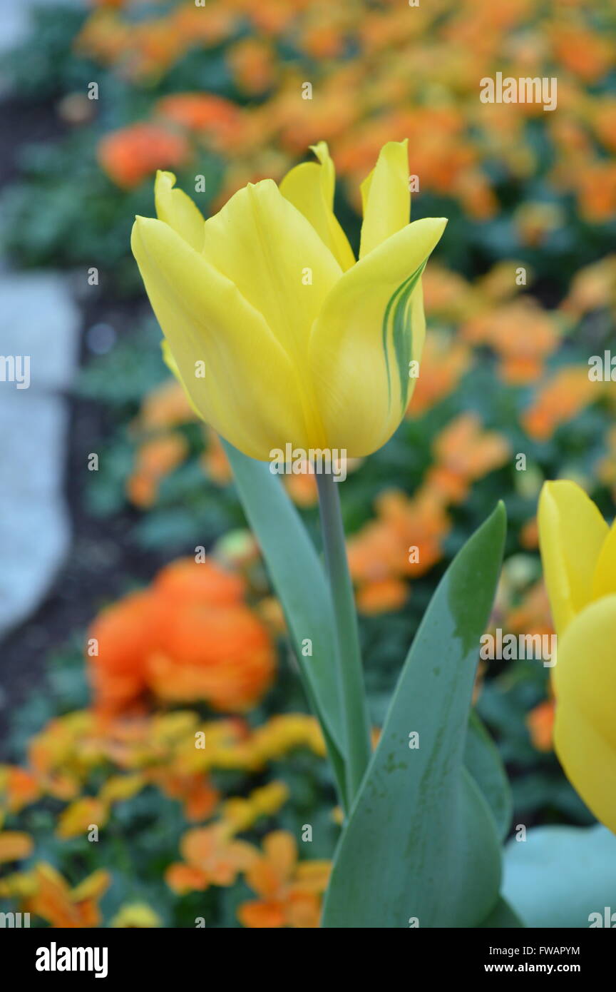 Tulip flower petals hi-res stock photography and images - Alamy