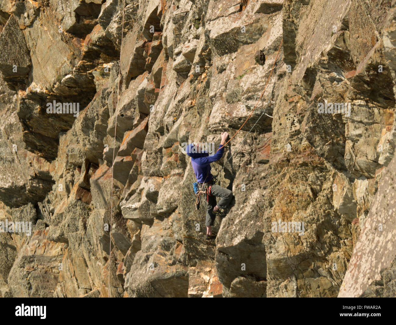 Young man rock climbing on South Stack Cliffs Isle of Anglesey North