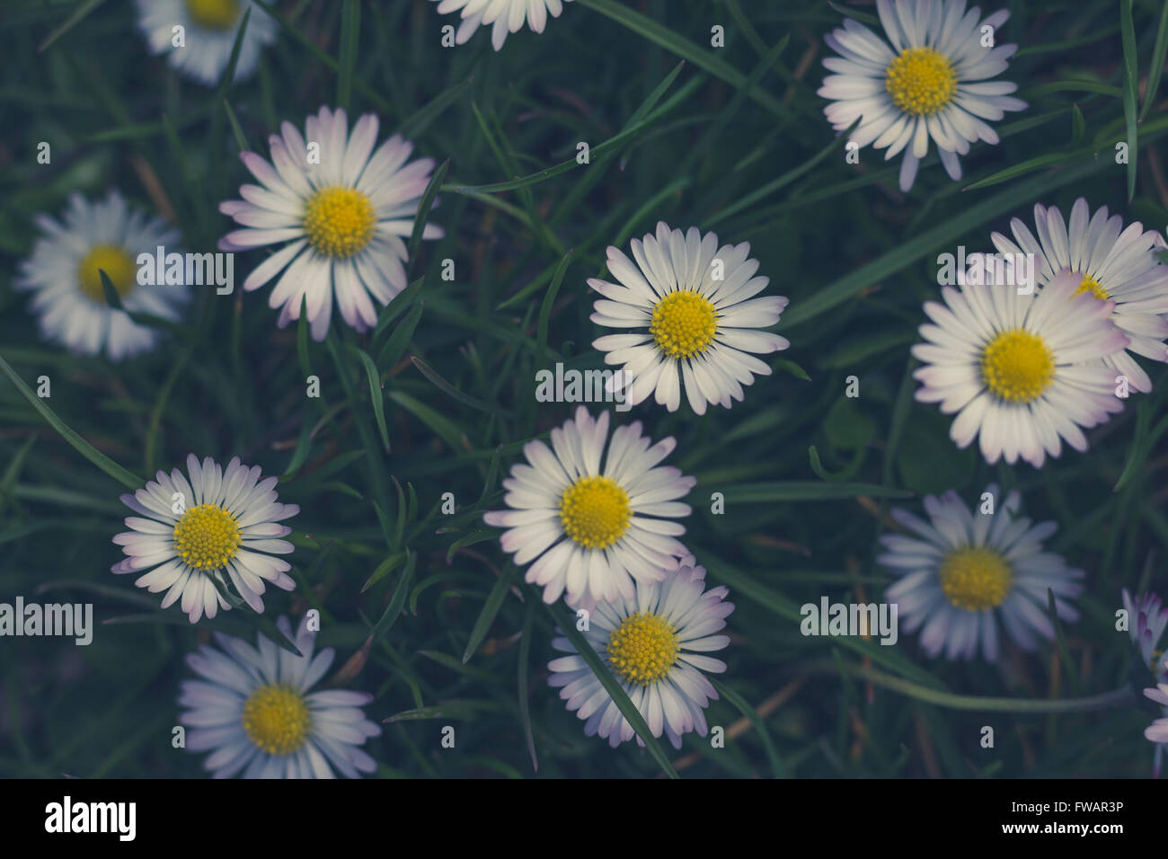 daisy flower meadow closeup - vintage style filter Stock Photo