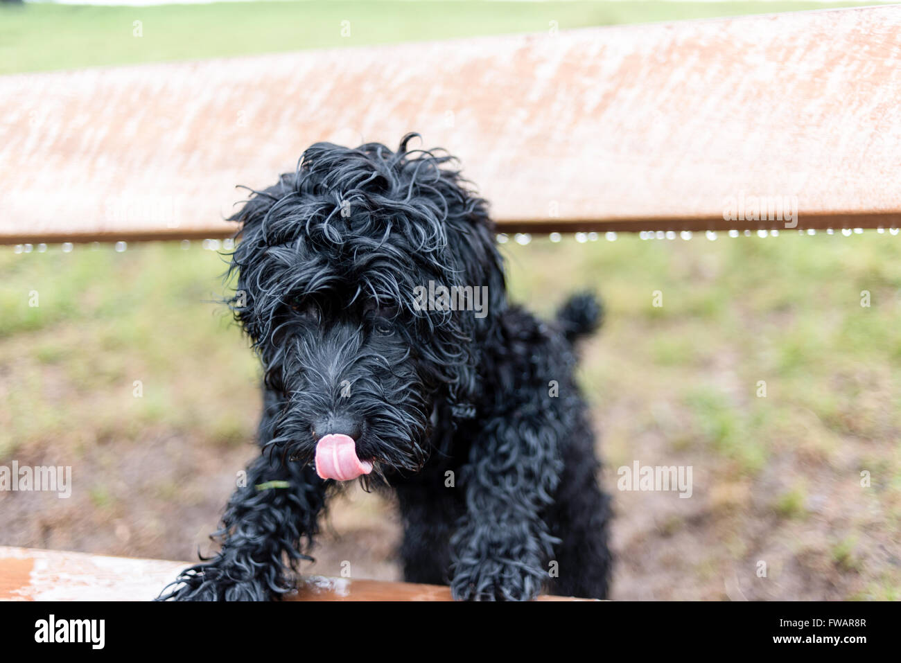 Oxton, Nottinghamshire, UK. 2nd April, 2016. A damp start to the day ,said to be clearing later . Frankie the cockapoo puppy enjoys a walk out in the April showers. Credit:  Ian Francis/Alamy Live News Stock Photo