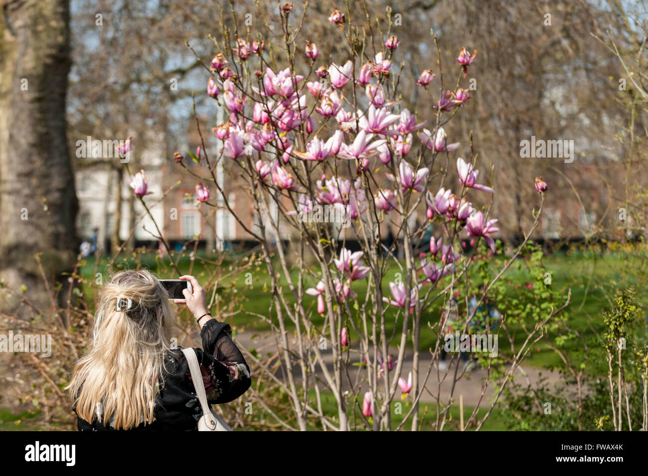 London, UK. 2 April 2016. A woman photographs a magnolia tree as spring sunshine and warm temperatures bring Londoners and tourists out to enjoy the weather in St. James's Park. Credit: Stephen Chung / Alamy Live News Stock Photo
