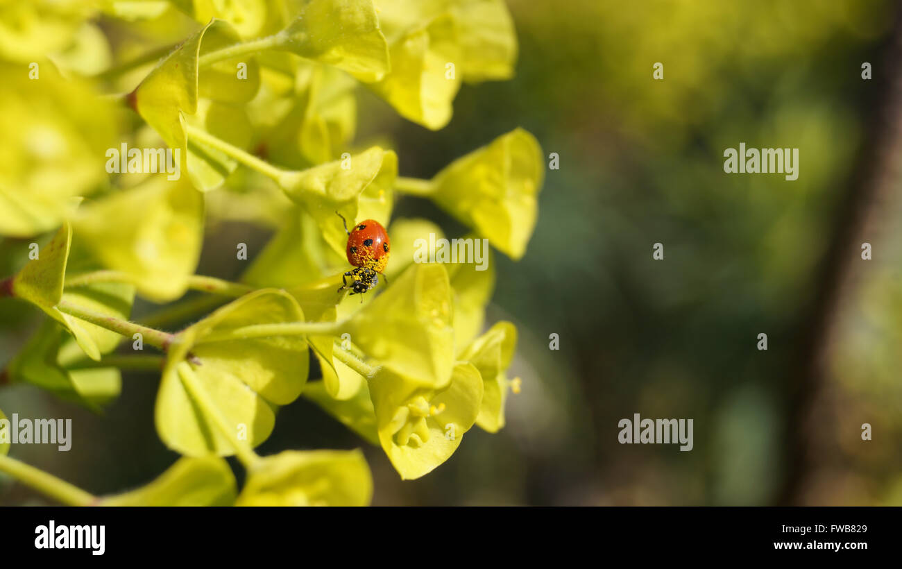 Red ladybird ladybug covered in yellow pollen from Euphorbia plants in