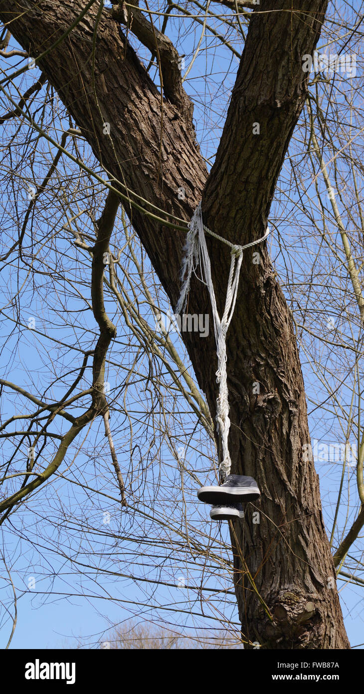 Trainers thrown up and suspended from tree branches Stock Photo Alamy