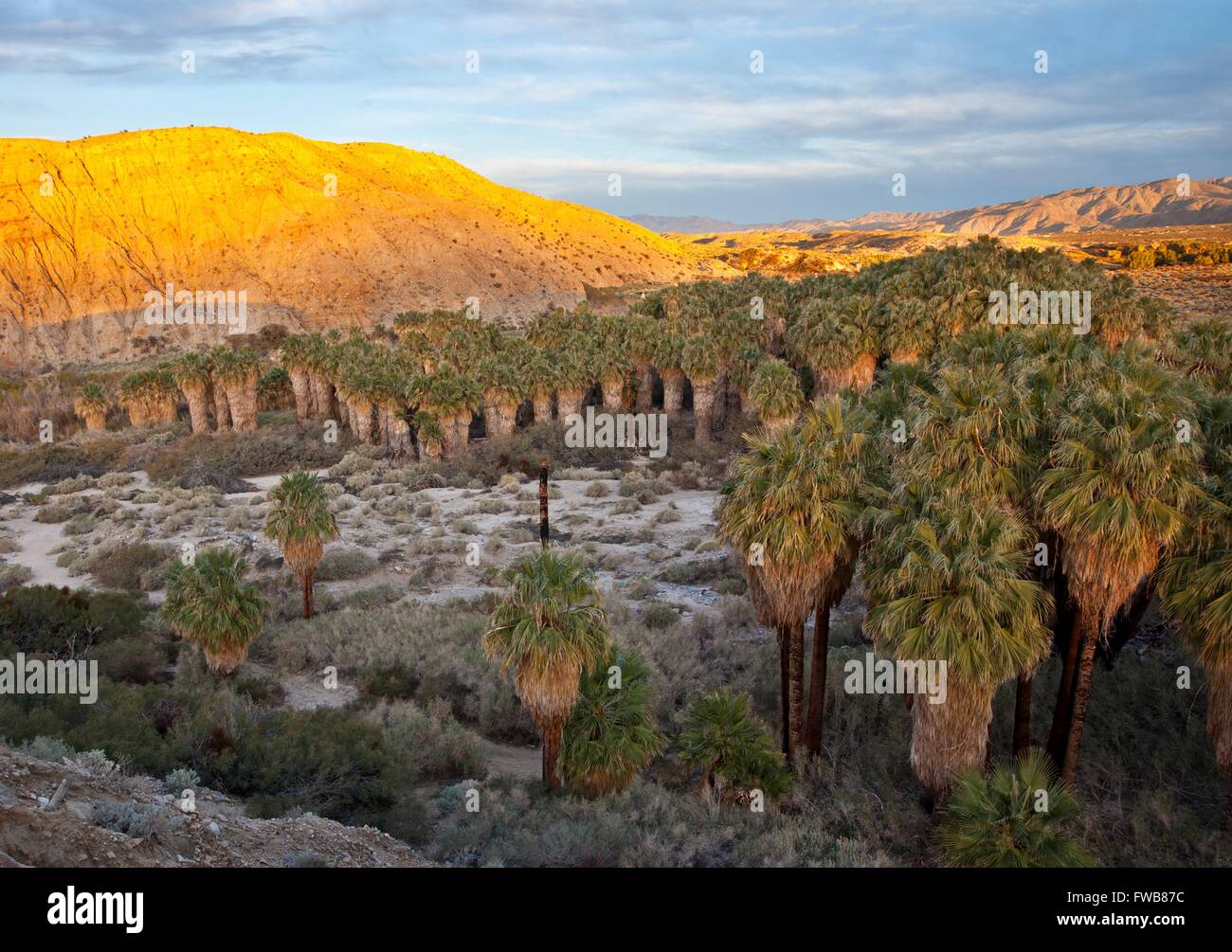 Sunset over the Thousand Palms Oasis in the Coachella Valley preserve