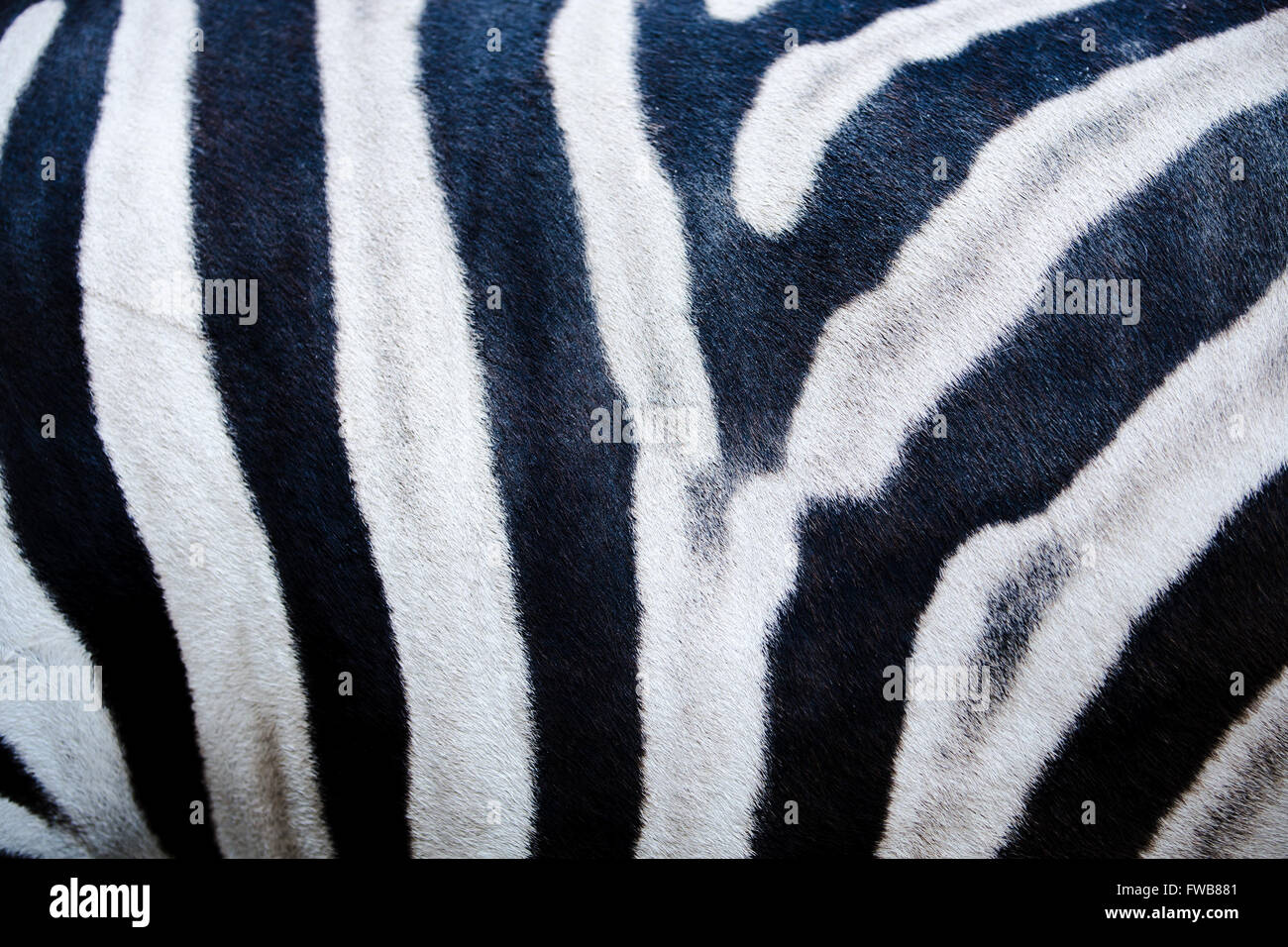 photo of zebra skin texture, zebra texture Stock Photo Alamy