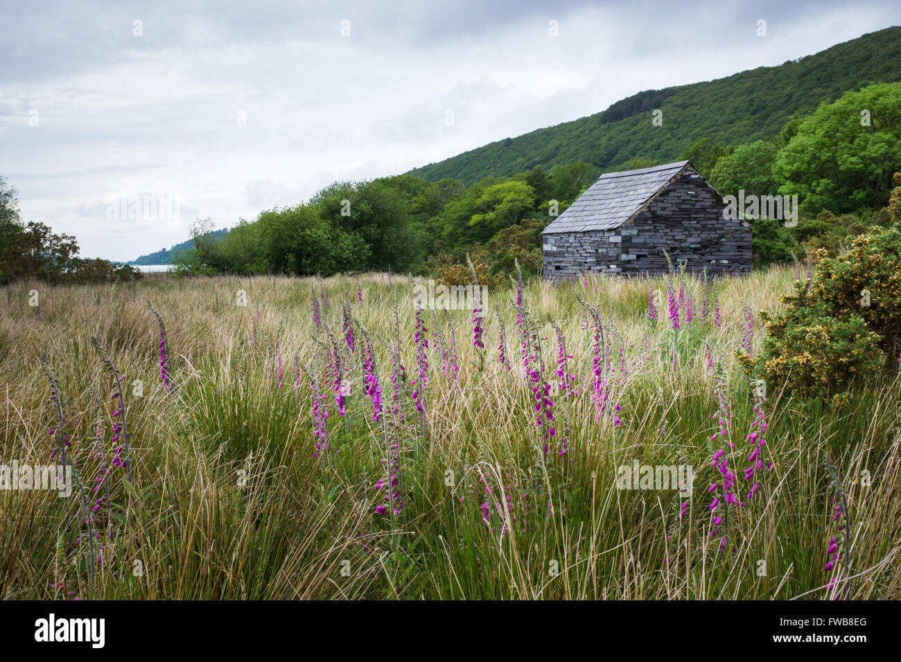 Stone and slate cabin in field in Wales with wildflowers in foreground Stock Photo