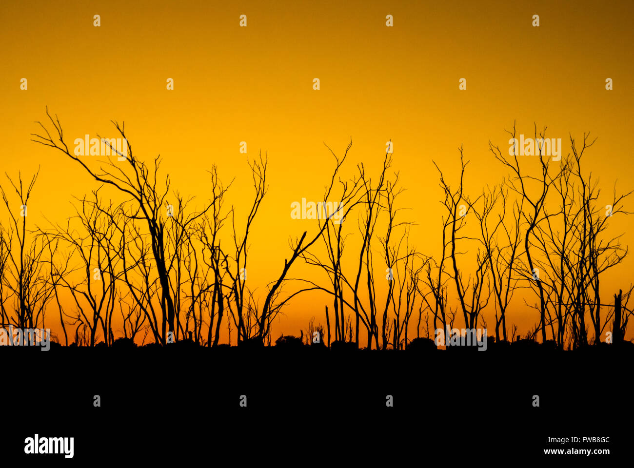 Gum trees and farmland on Darling Downs, Australia before sunrise Stock Photo