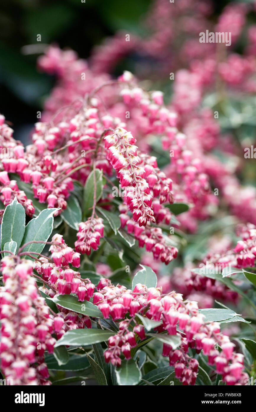 Pieris japonica 'Ralto' flowers. Stock Photo