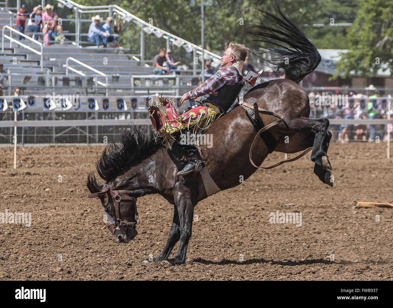Rodeo action during a rodeo in Red Bluff, California Stock Photo - Alamy