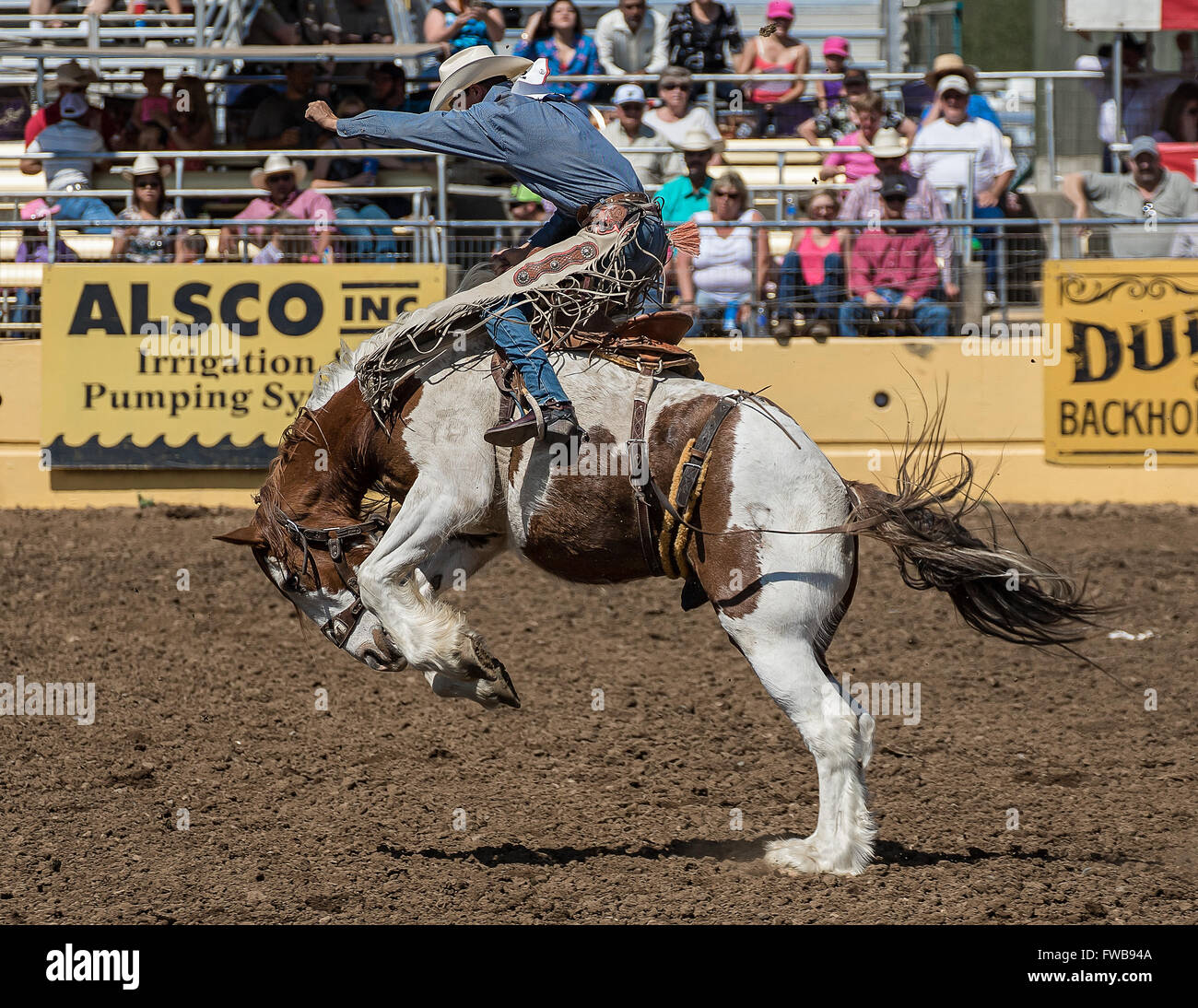 Rodeo action during a rodeo in Red Bluff, California Stock Photo Alamy