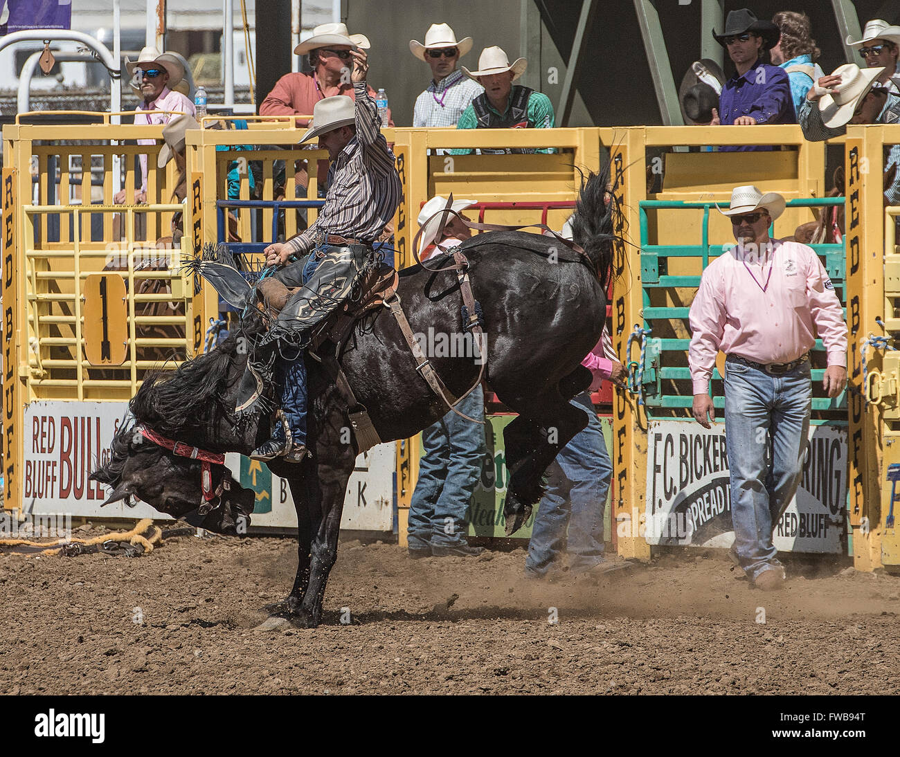 Rodeo action during a rodeo in Red Bluff, California Stock Photo Alamy
