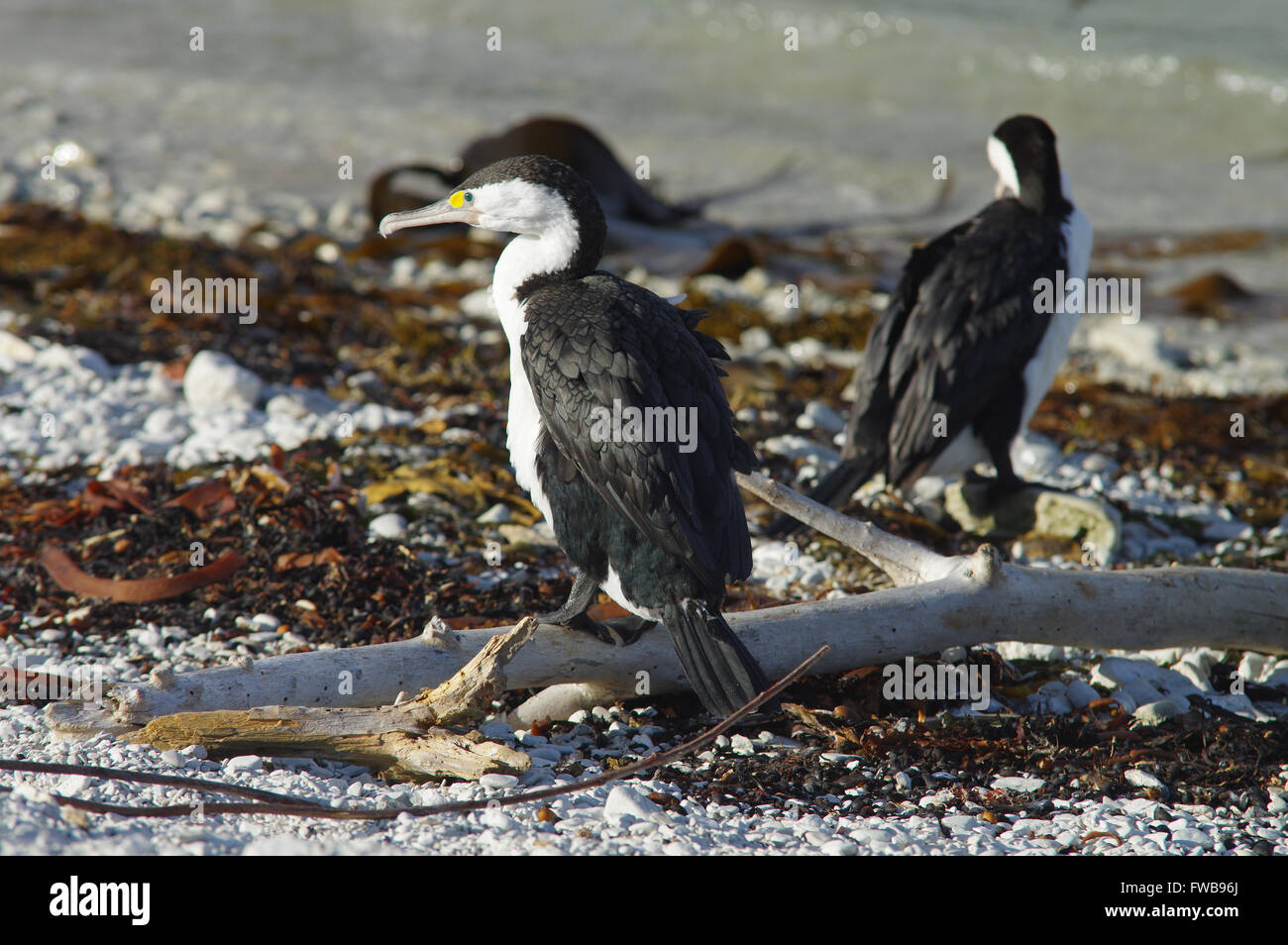 Pair of pied shags spotted on Kaikoura Peninsula - South Island, New Zealand Stock Photo