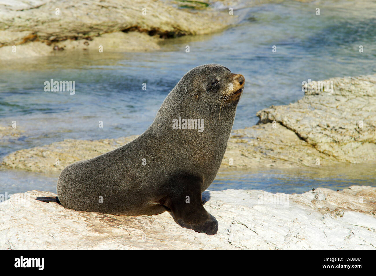 New Zealand fur seal in Kaikoura Peninsula seal colony Stock Photo Alamy