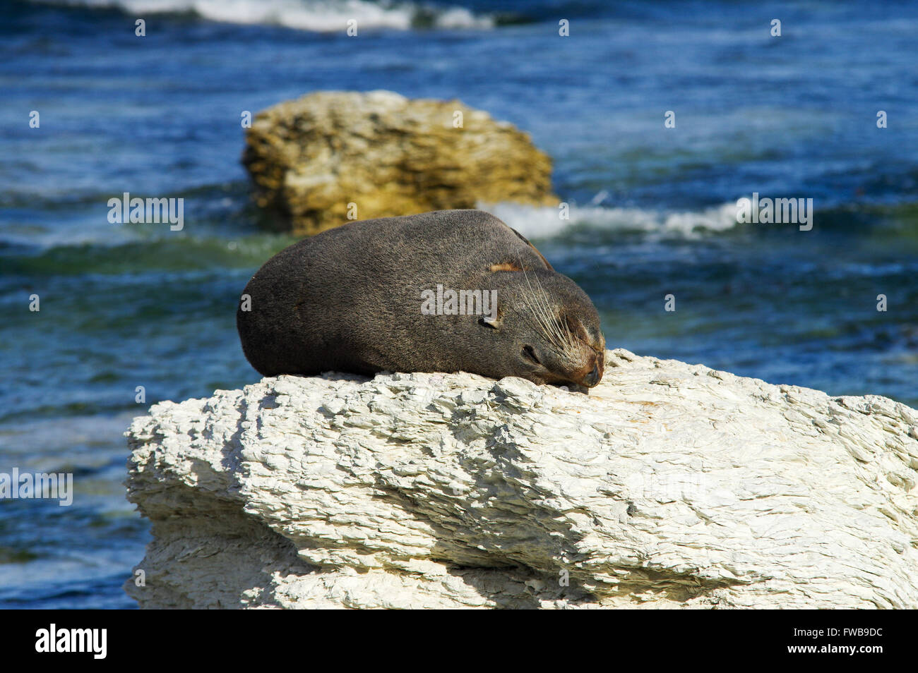 New Zealand fur seal sleeping on a rock - Kaikoura Peninsula seal colony Stock Photo