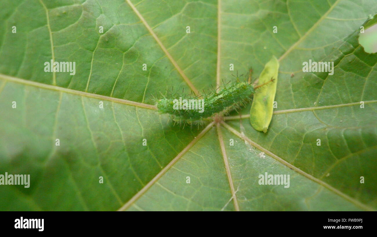 Caterpillar on a leaf Stock Photo