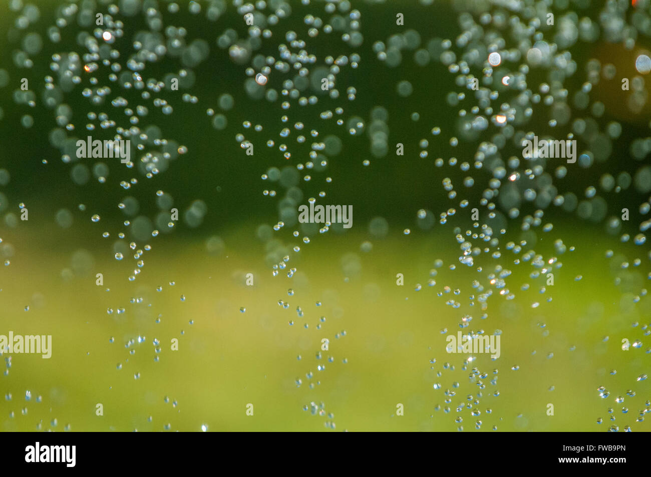 Water droplets sprayed from a lawn sprinkler. Washington, United States ...