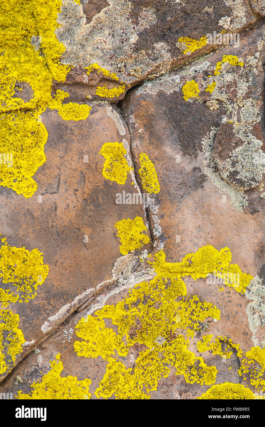 Common Goldspeck Lichen (Candelariella vitellina) and other species of lichen cover the surface of stones. Washington, USA. Stock Photo