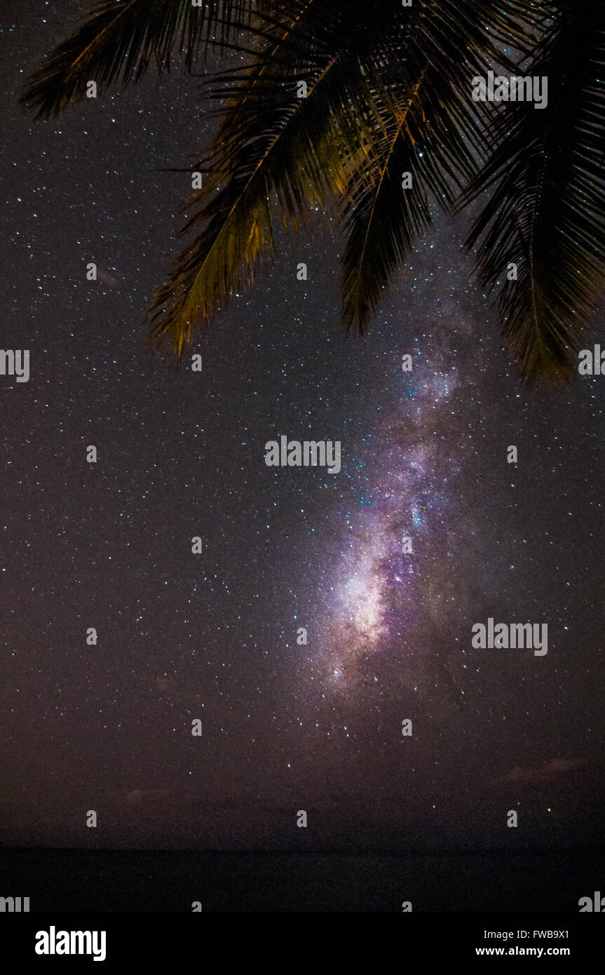The Milky Way lights up the sky and the fronds of a palm tree frame the ...