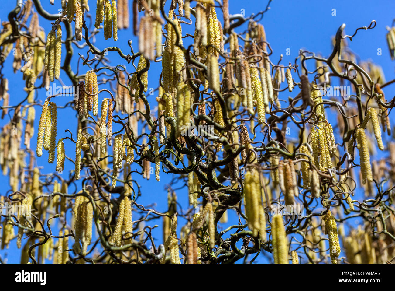 Corylus avellana Contorta shrub tree, Corkscrew Hazel catkins Stock