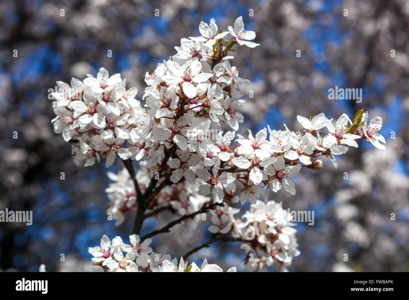 Prunus cerasifera 'Hessei', Cherry plum flowering Stock Photo