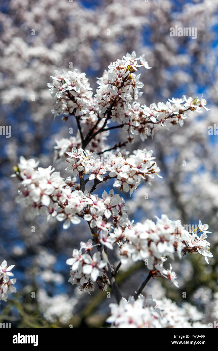 Prunus cerasifera 'Hessei', Cherry plum flowers Stock Photo