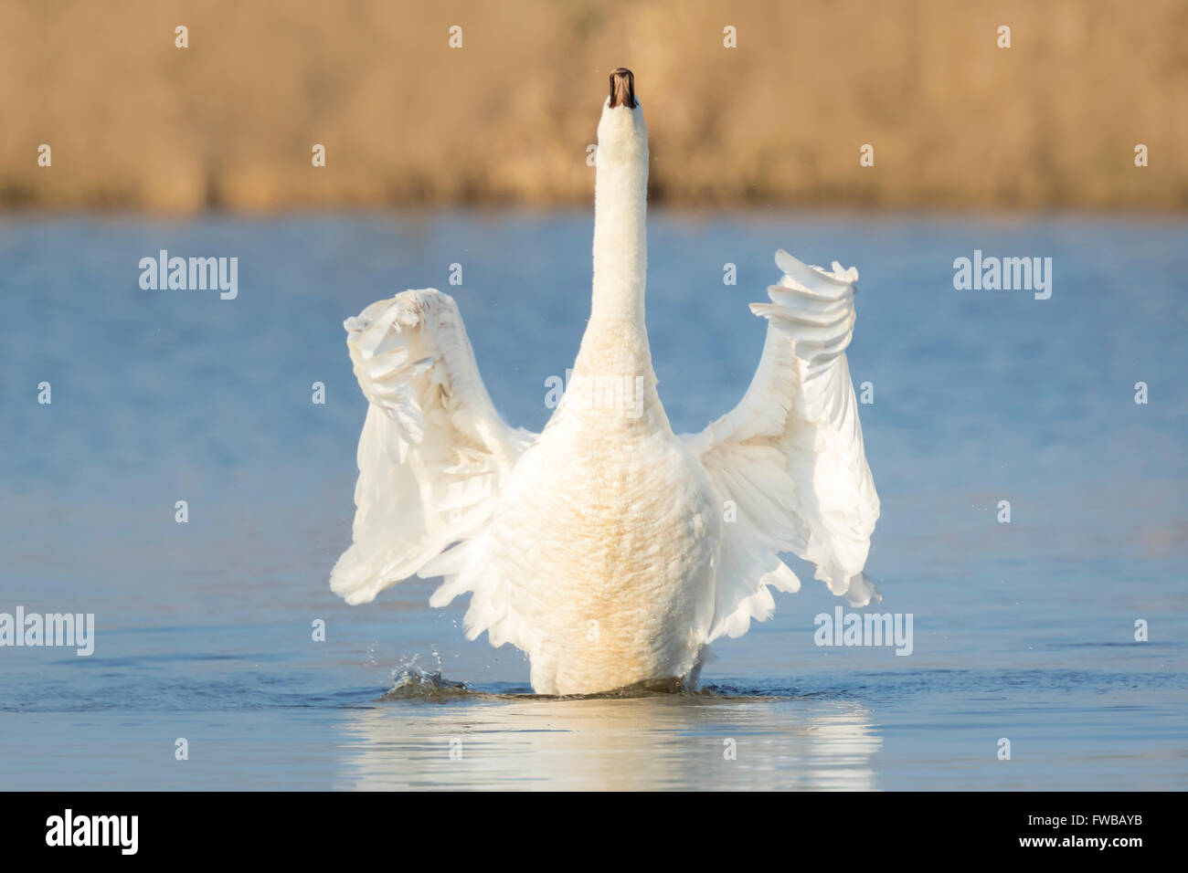 Mute swan, Cygnus olor, flapping wings to dry after preening on the water surface on a sunny day. Stock Photo