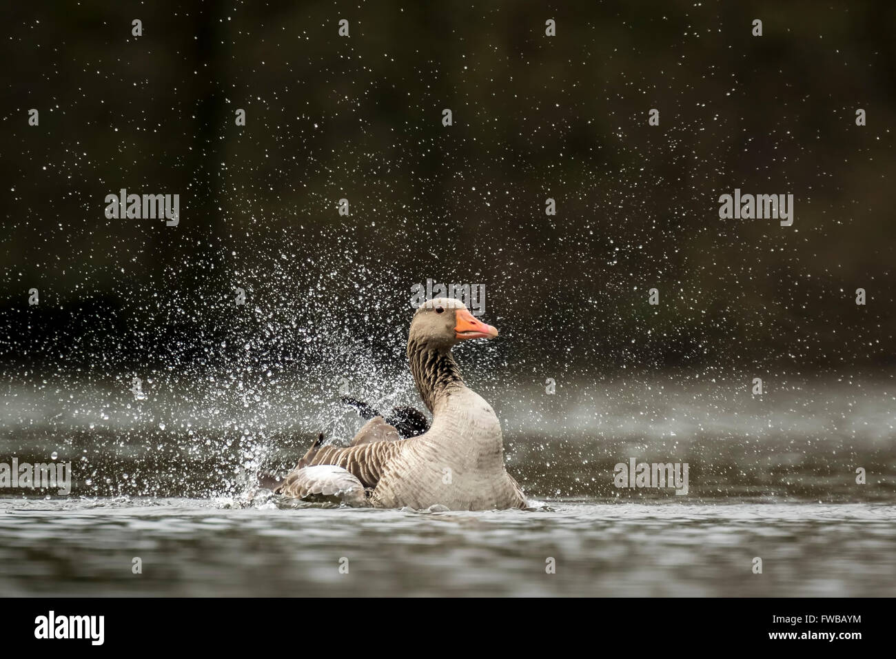 Greylag goose (Anser anser) preening and splashing in the water, cleaning his feathers and plumage.. Stock Photo