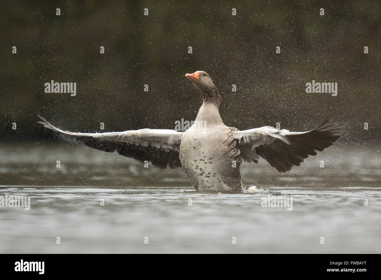 Greylag goose (Anser anser) preening and splashing in the water, cleaning his feathers and plumage.. Stock Photo